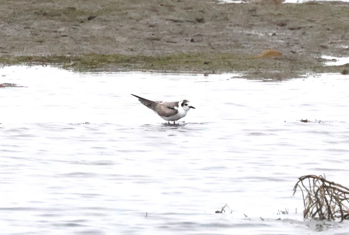 White-winged Tern - ML639573855