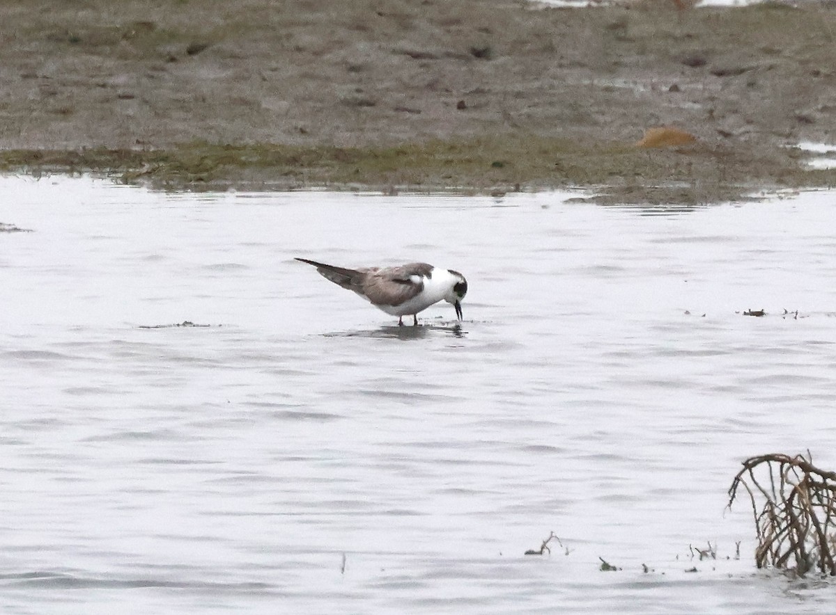 White-winged Tern - ML639573856