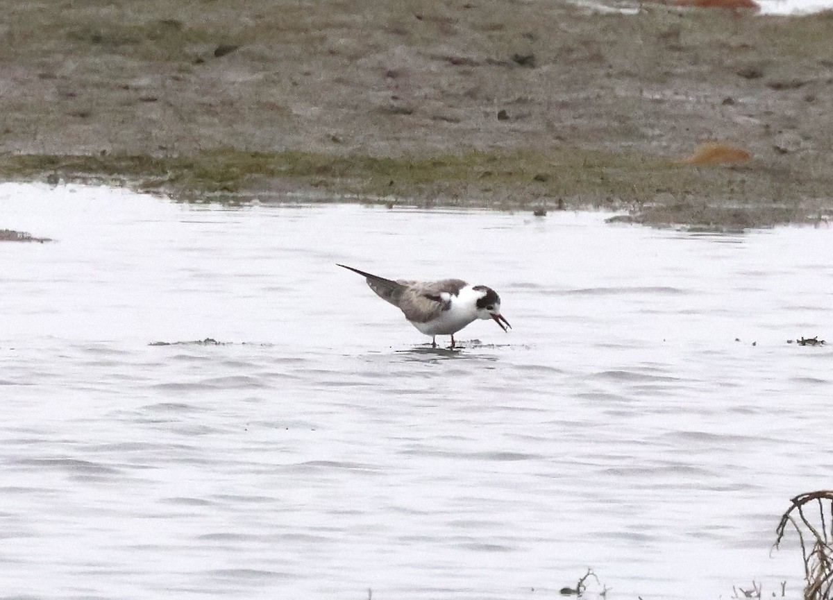 White-winged Tern - ML639573857