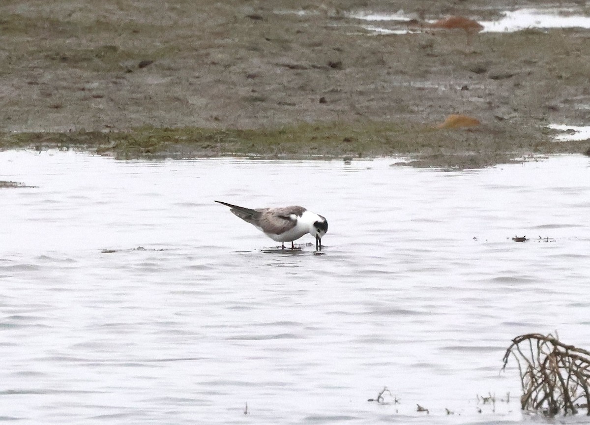 White-winged Tern - ML639573858