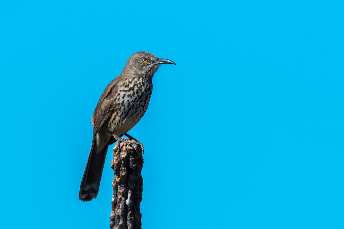 Gray Thrasher - ML639573865