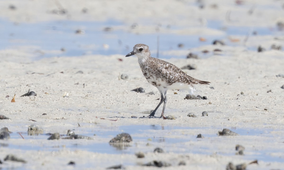 Black-bellied Plover - ML639573947