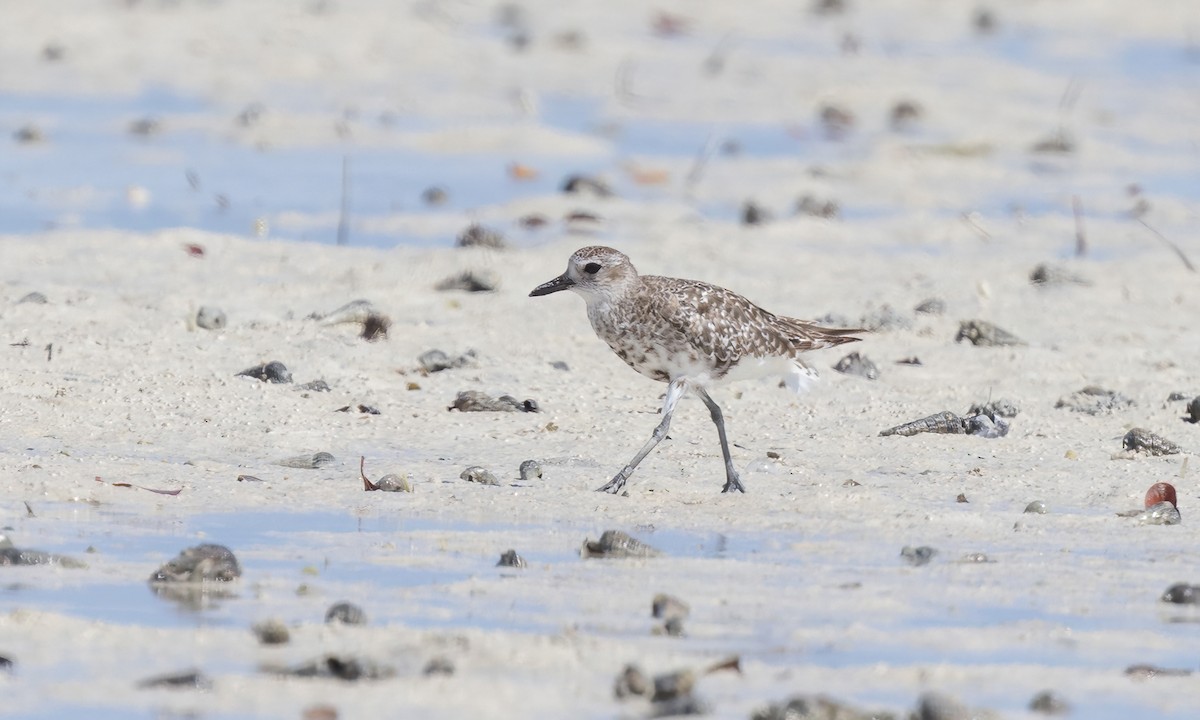 Black-bellied Plover - ML639573948