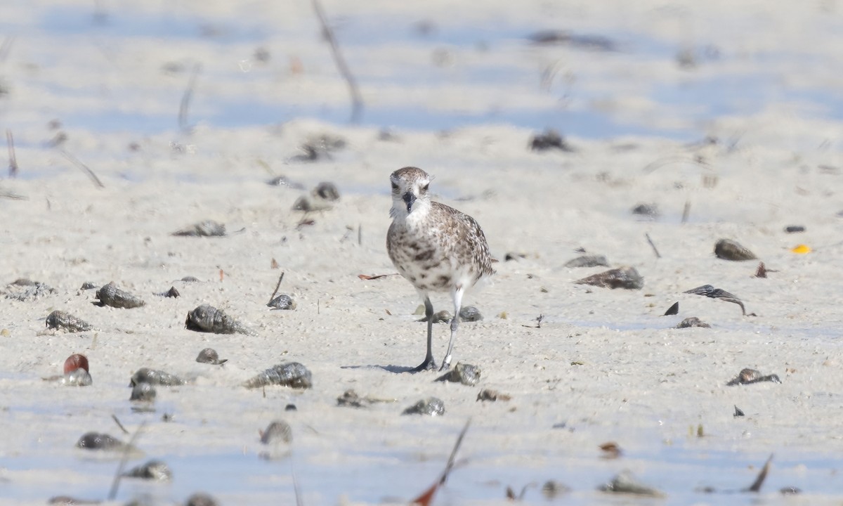 Black-bellied Plover - ML639573949