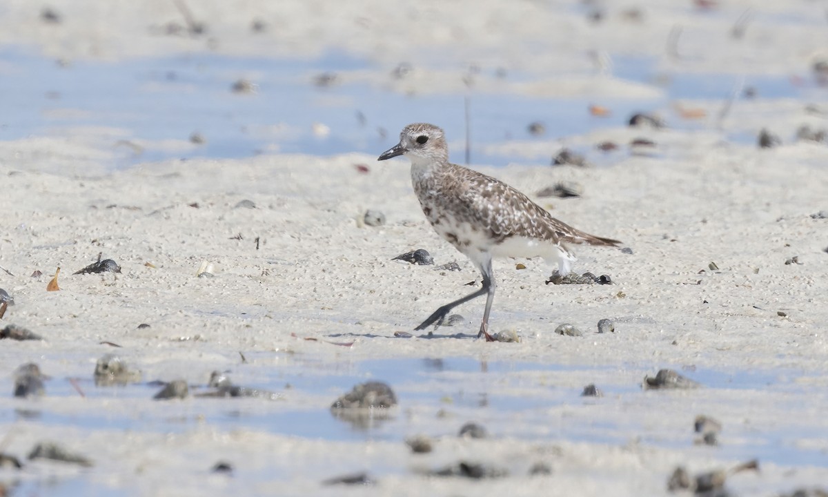 Black-bellied Plover - ML639573951