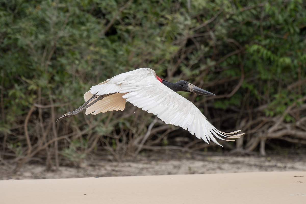 Jabiru - ML639573967