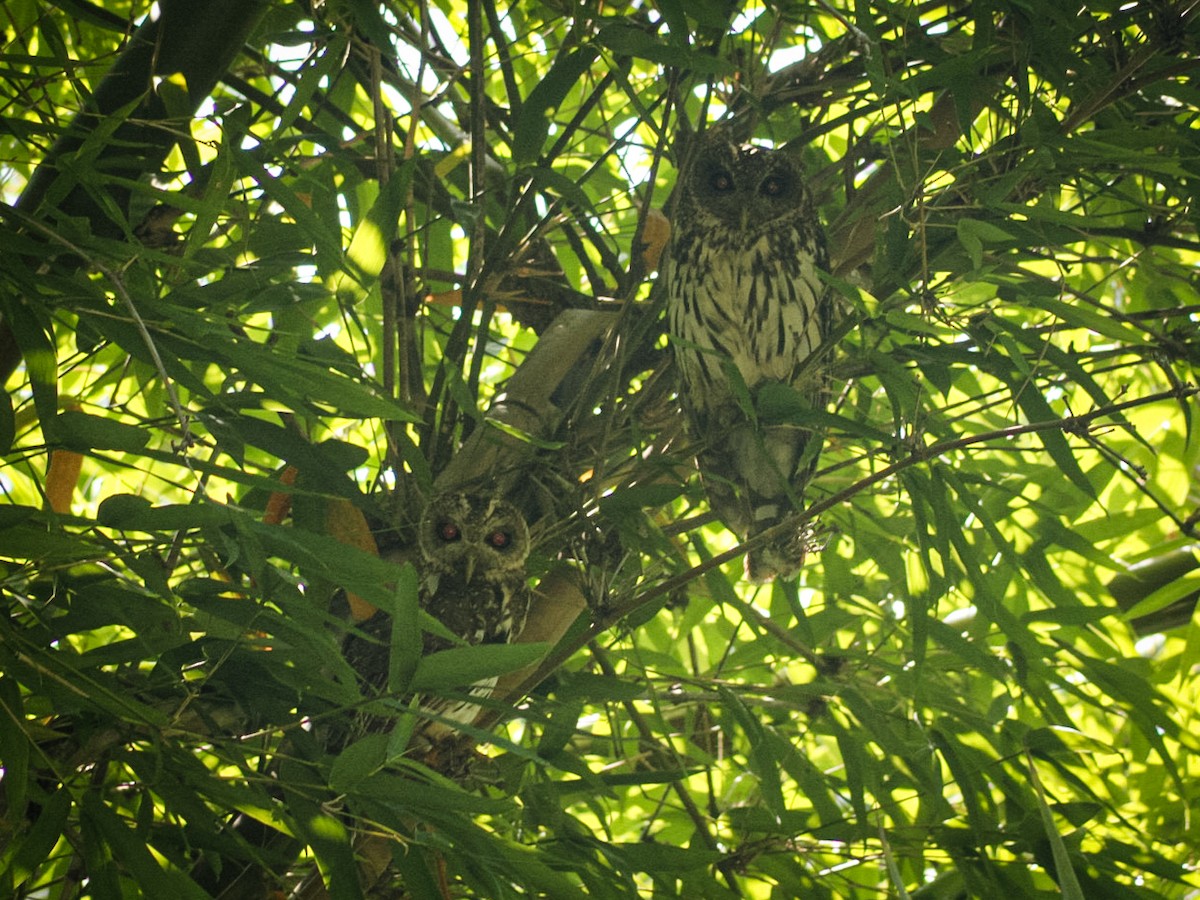 Mottled Owl - ML639573972