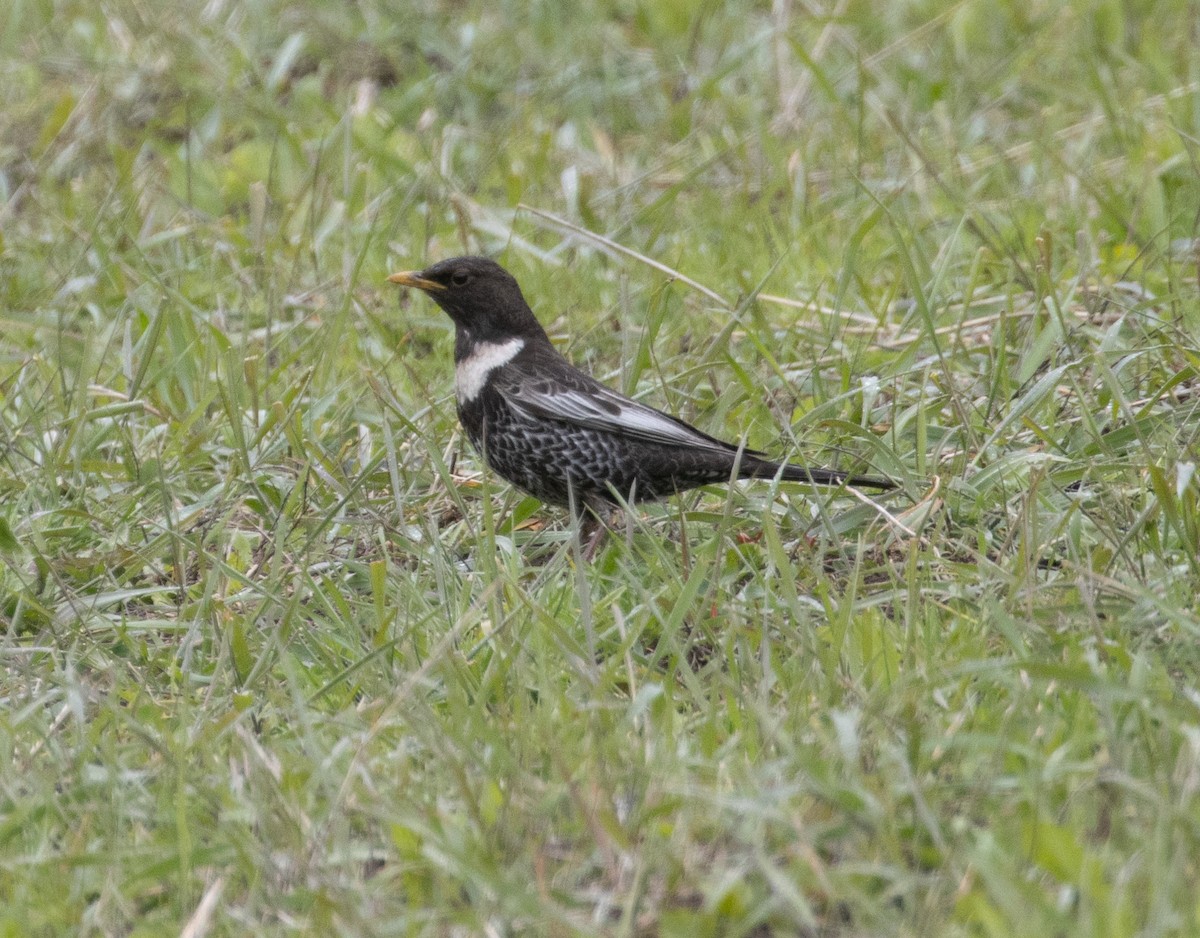 Ring Ouzel - ML639574054