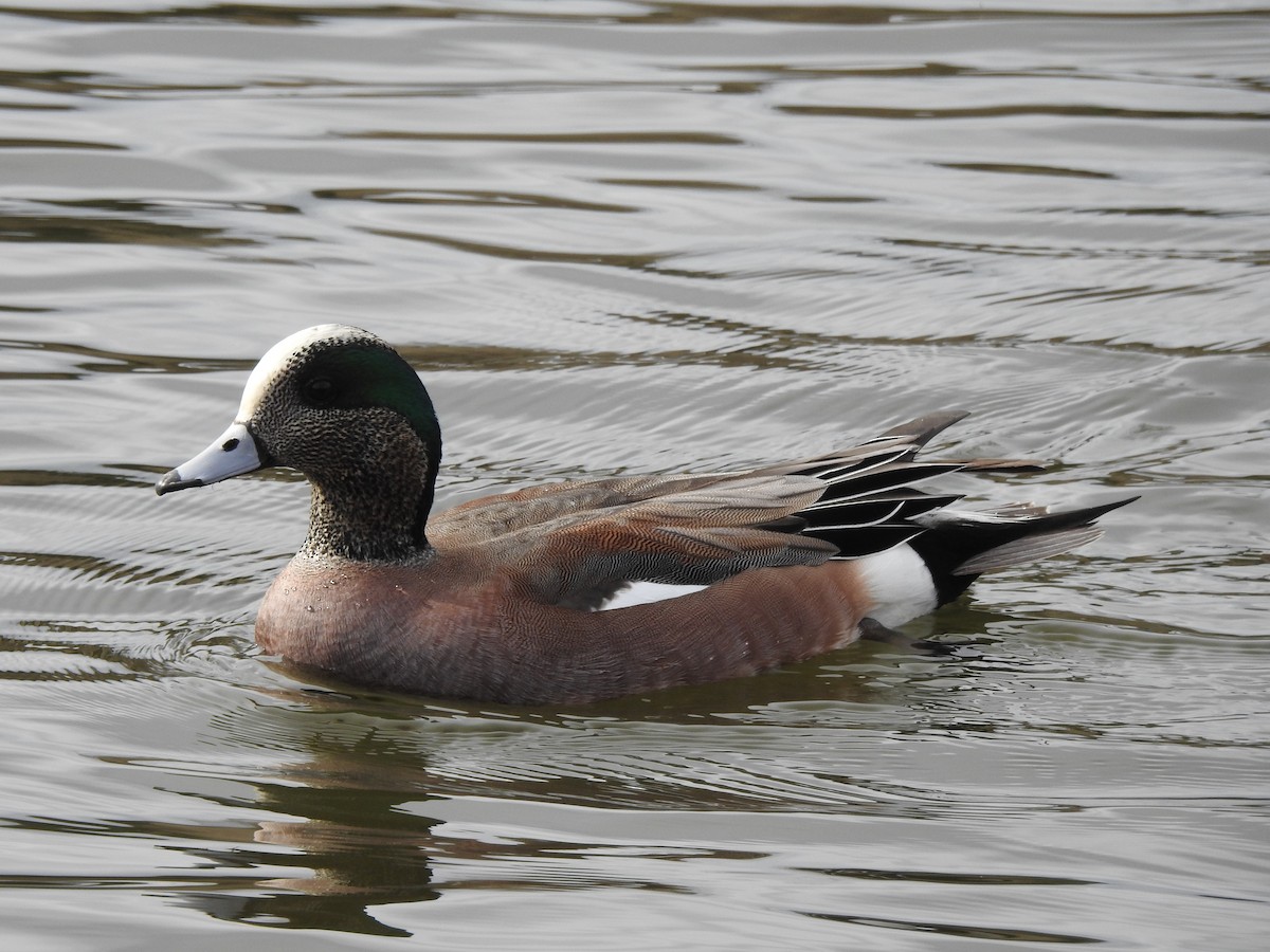 American Wigeon - ML639574092