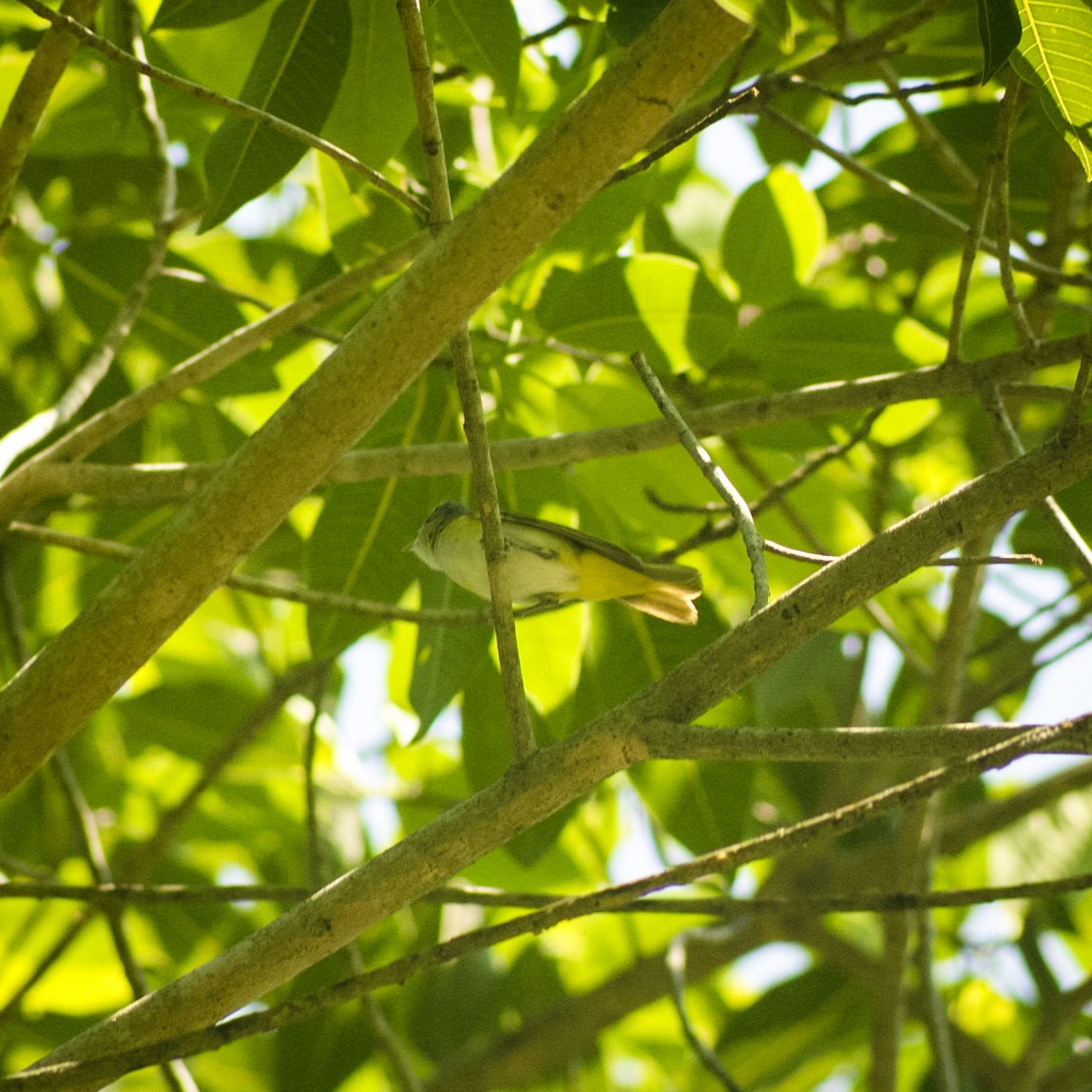 Yellow-green Vireo - ML639574093