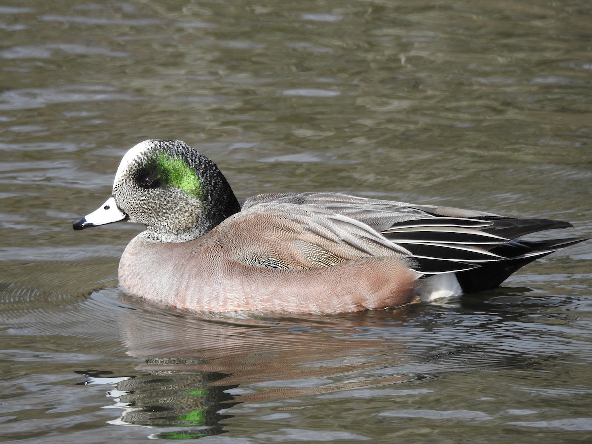 American Wigeon - ML639574113
