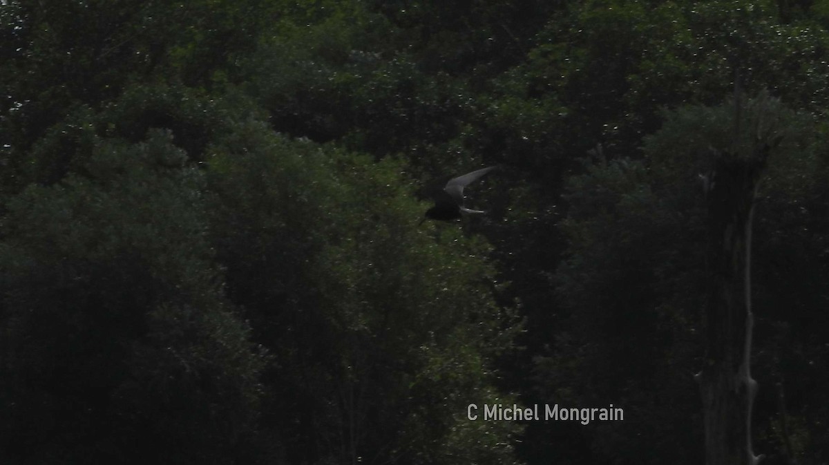 Black Tern - ML639574135