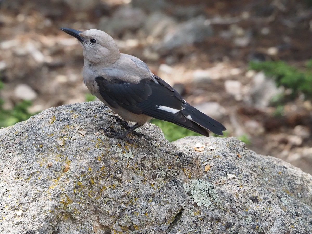 Clark's Nutcracker - ML639574180