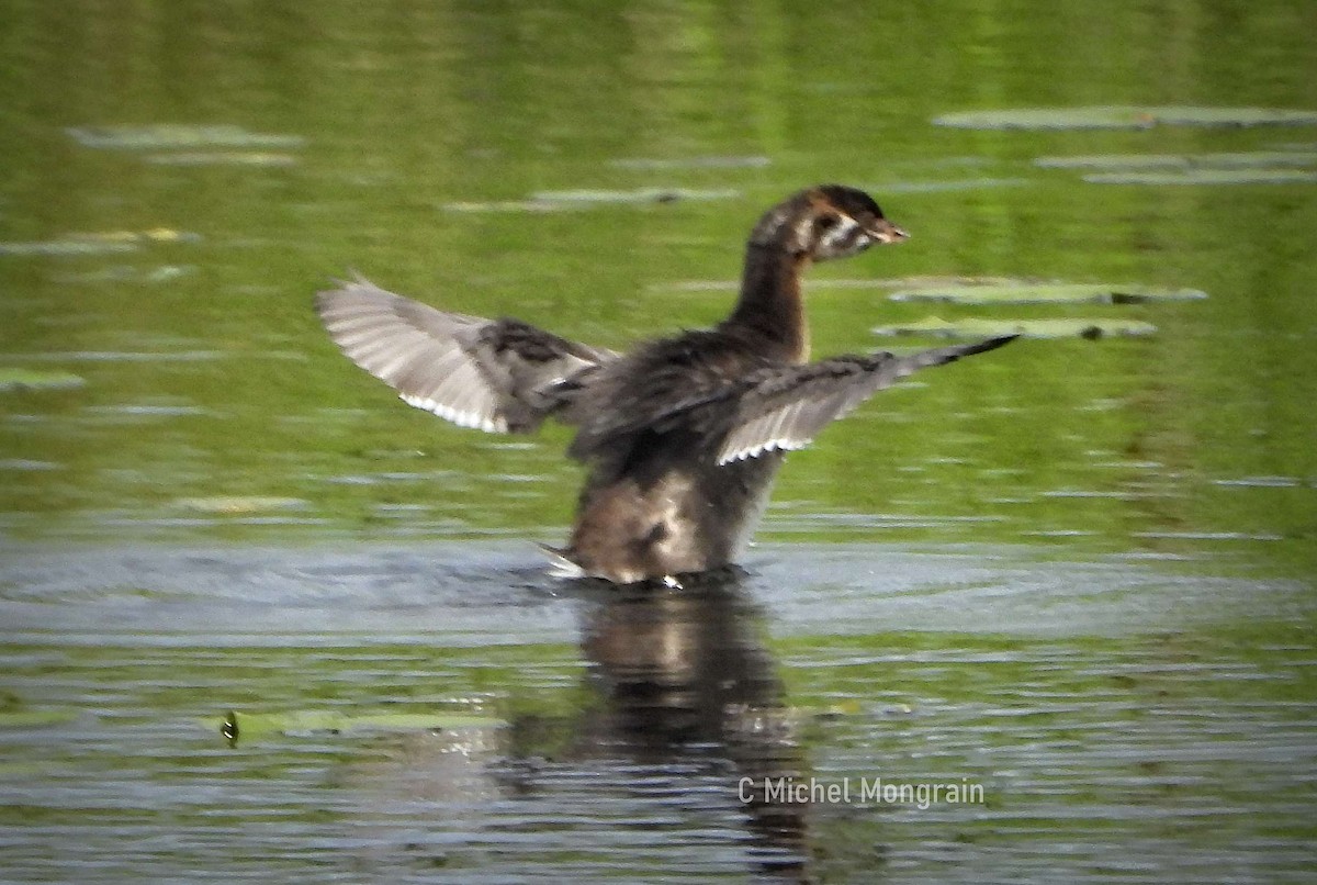 Pied-billed Grebe - ML639574181
