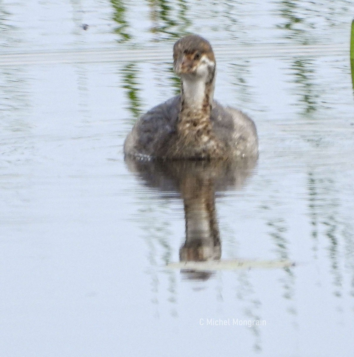 Pied-billed Grebe - ML639574182
