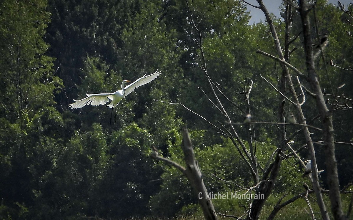Great Egret - ML639574215