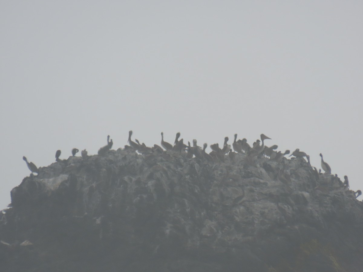 Brown Pelican - ML639574216