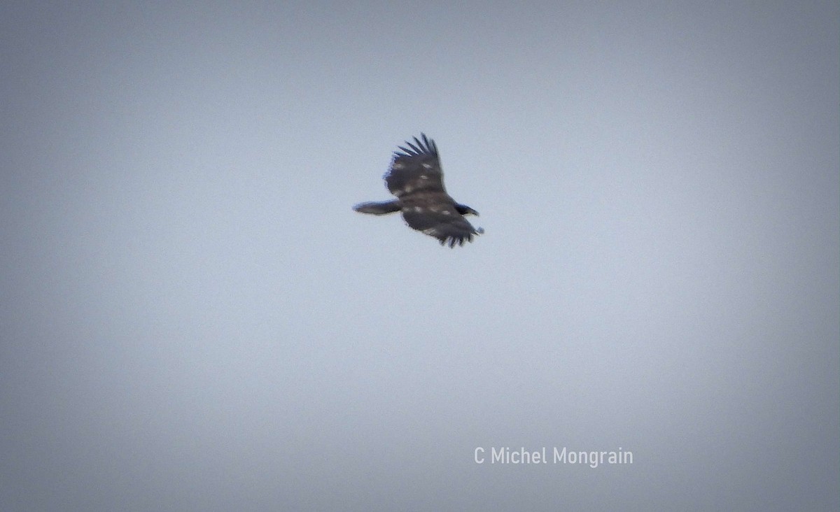 Bald Eagle - ML639574226