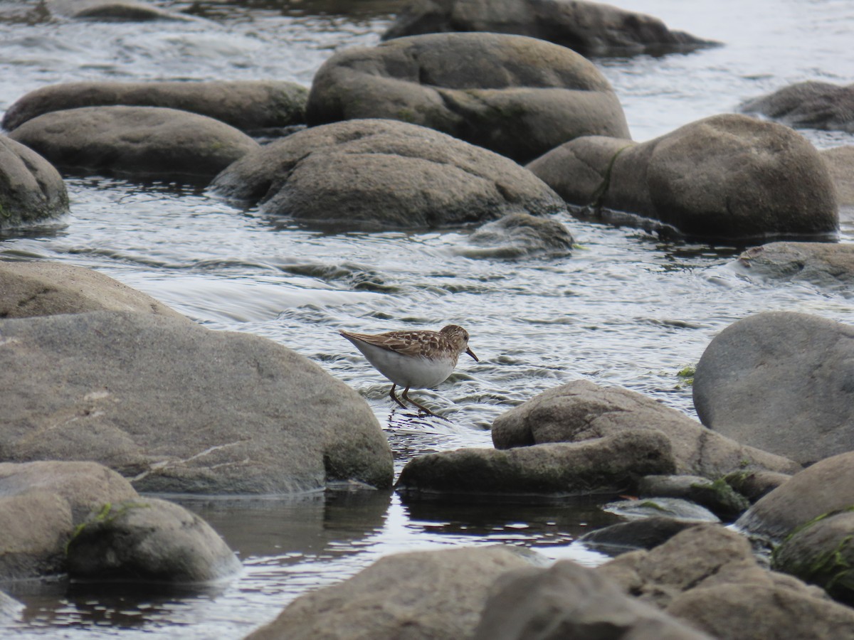 Least Sandpiper - ML639574229