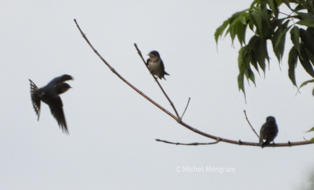 Barn Swallow - ML639574232