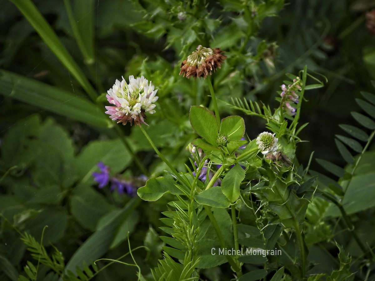 Cedar Waxwing - ML639574239