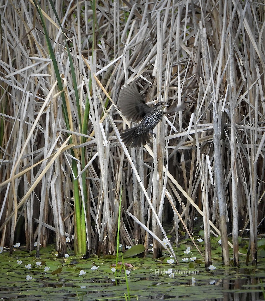 Red-winged Blackbird - ML639574251