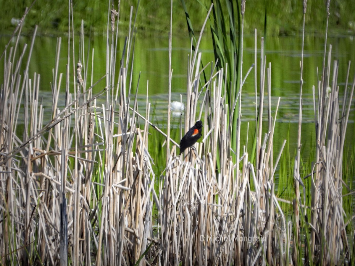 Red-winged Blackbird - ML639574252