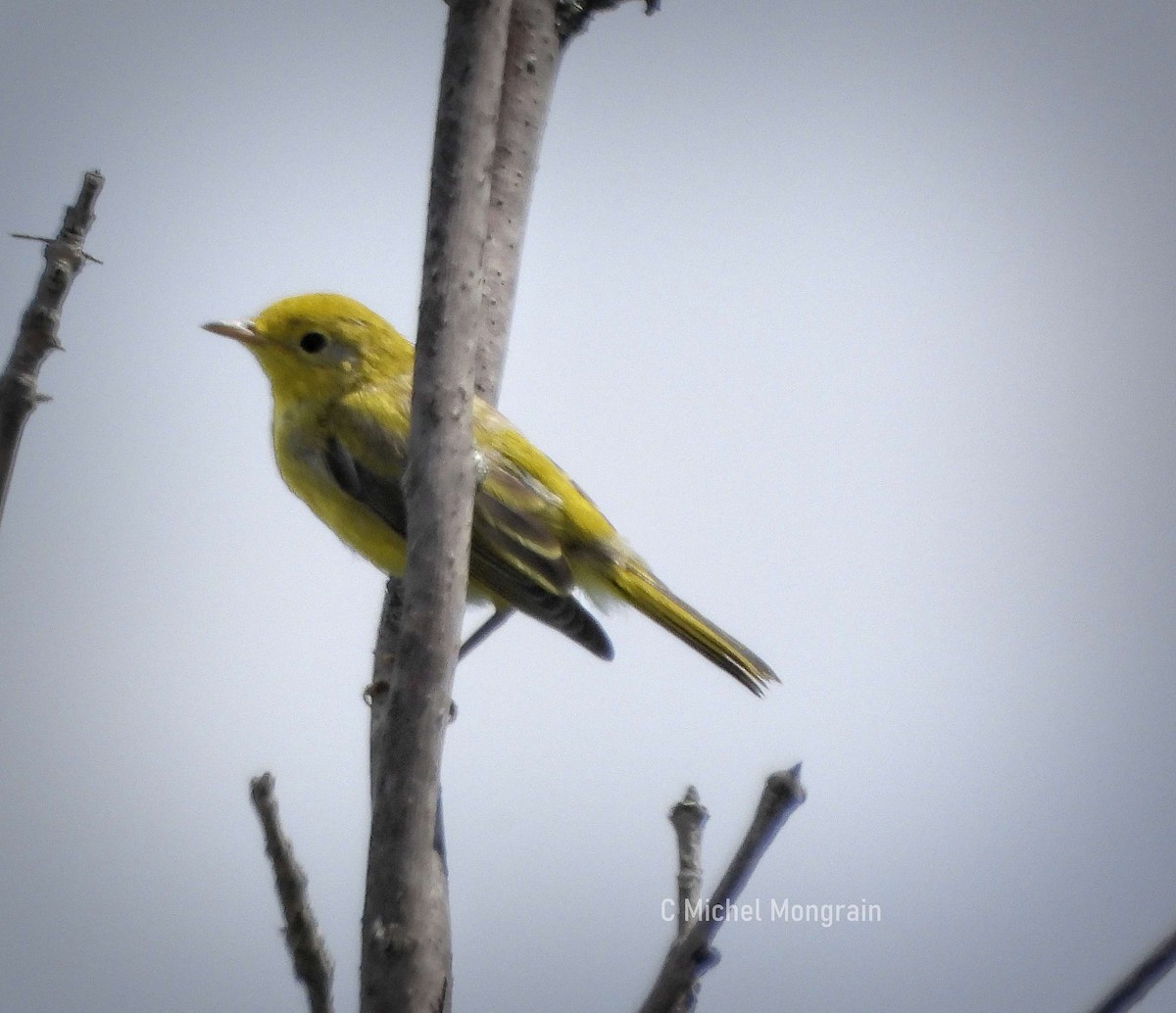 Northern Yellow Warbler - ML639574267