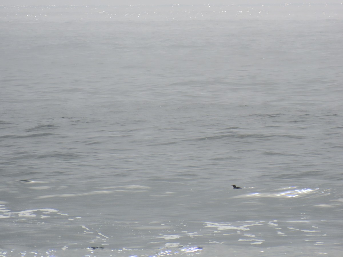 Common Loon - ML639574326