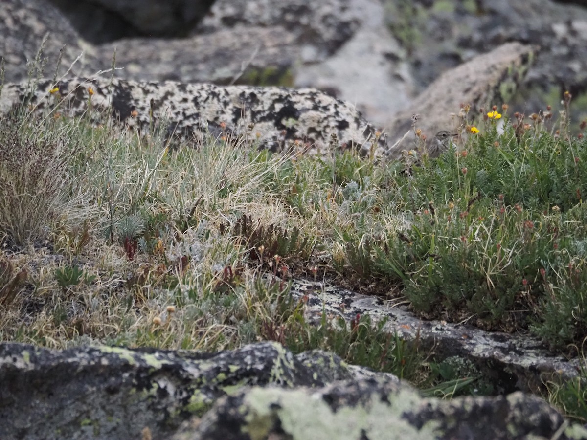 American Pipit - ML639574366