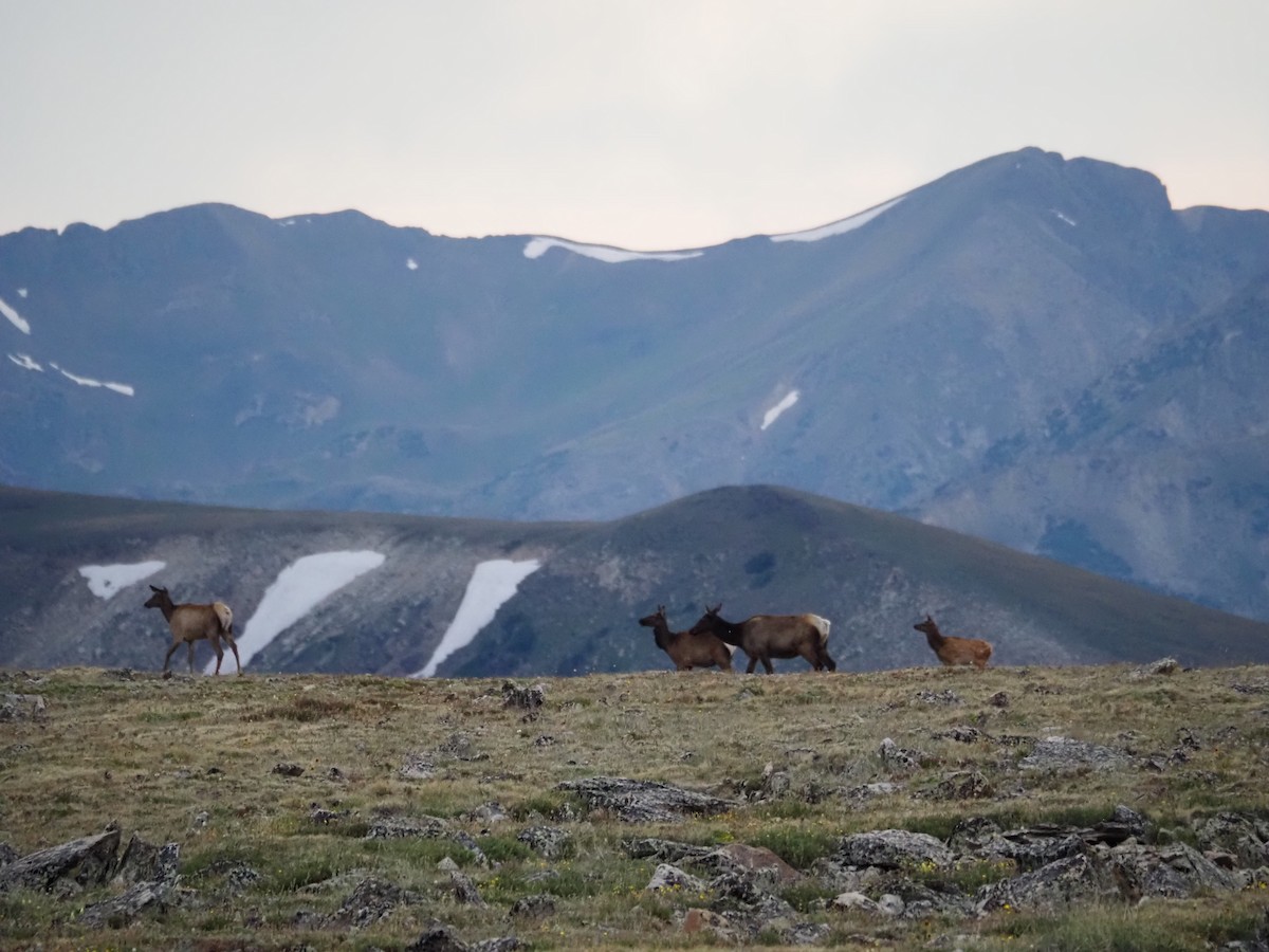 American Elk - ML639574379