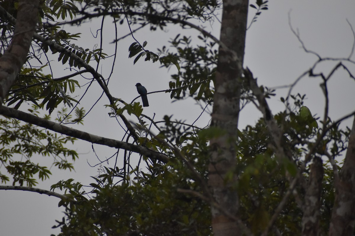 amazontrogon - ML639574445