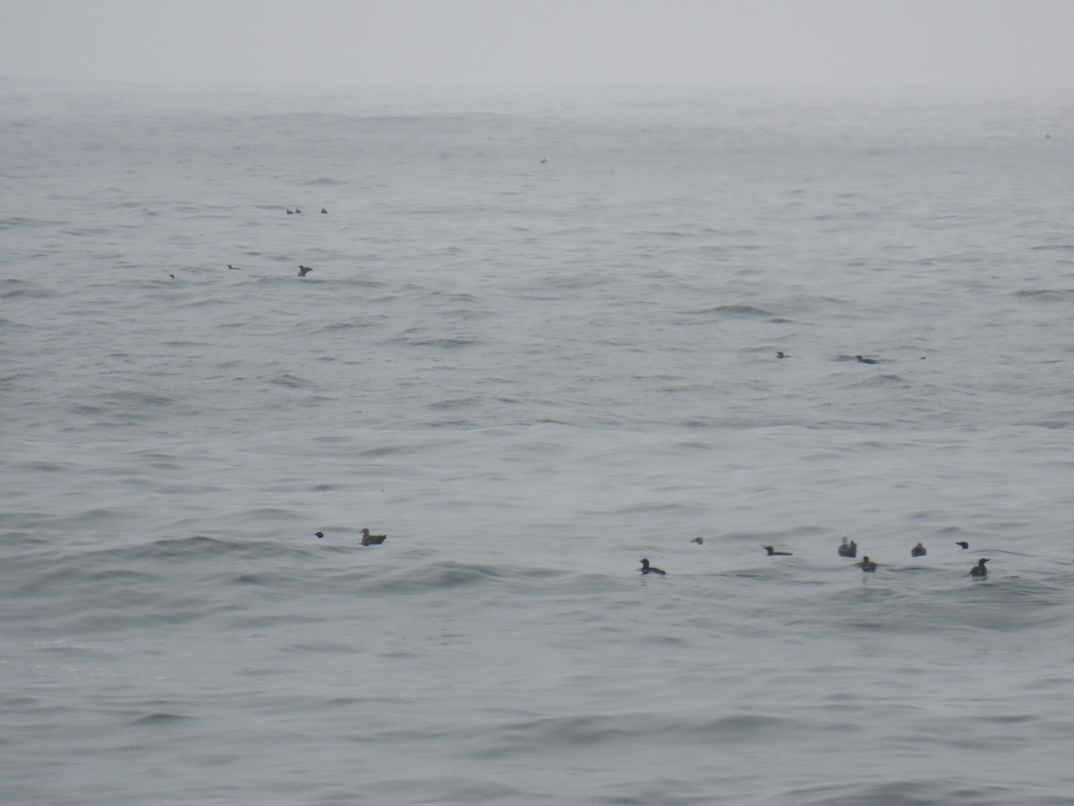 Common Loon - ML639574500