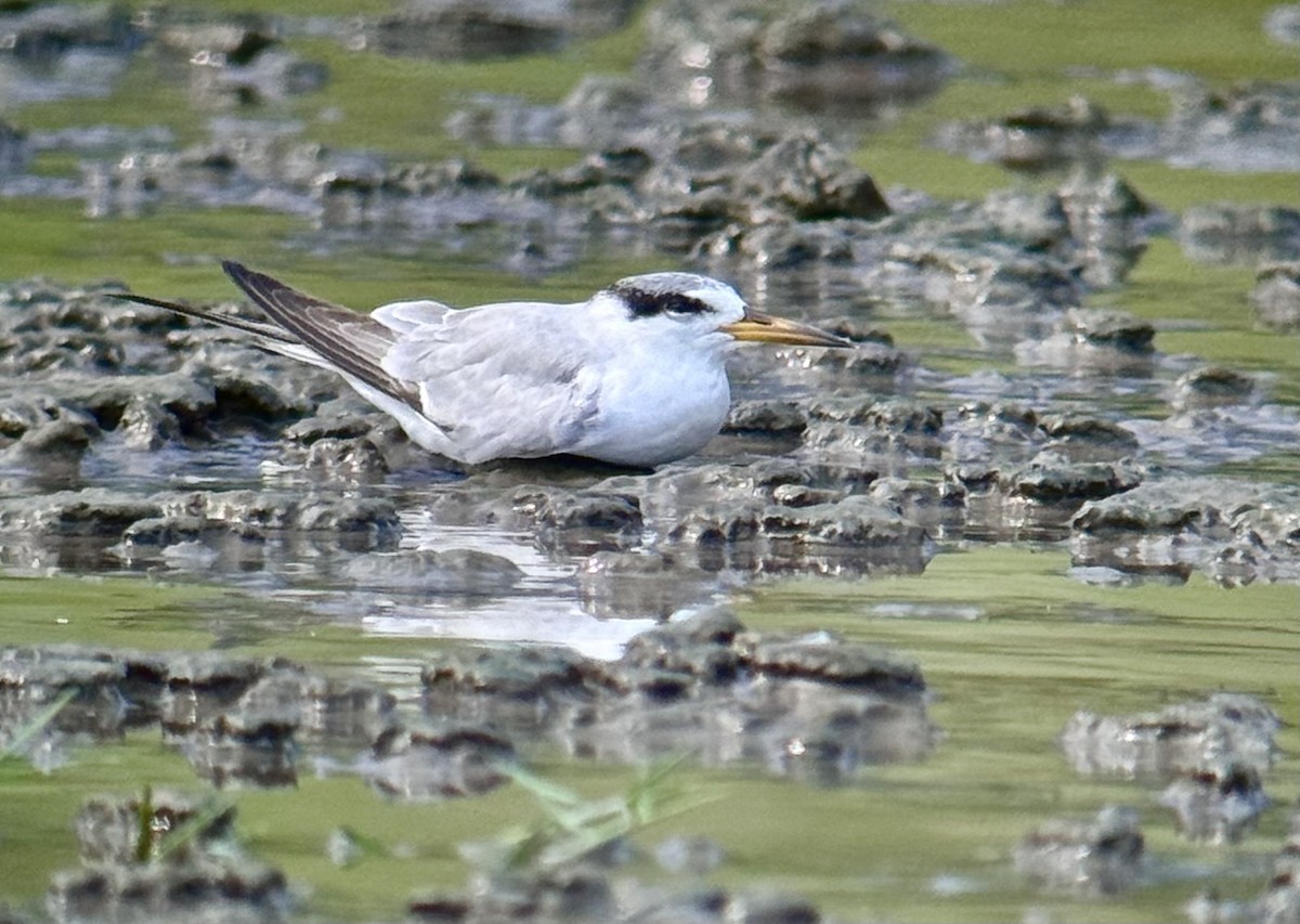 Yellow-billed Tern - ML639574529