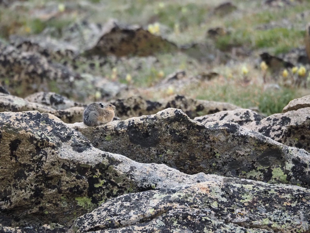 American Pika - ML639574536