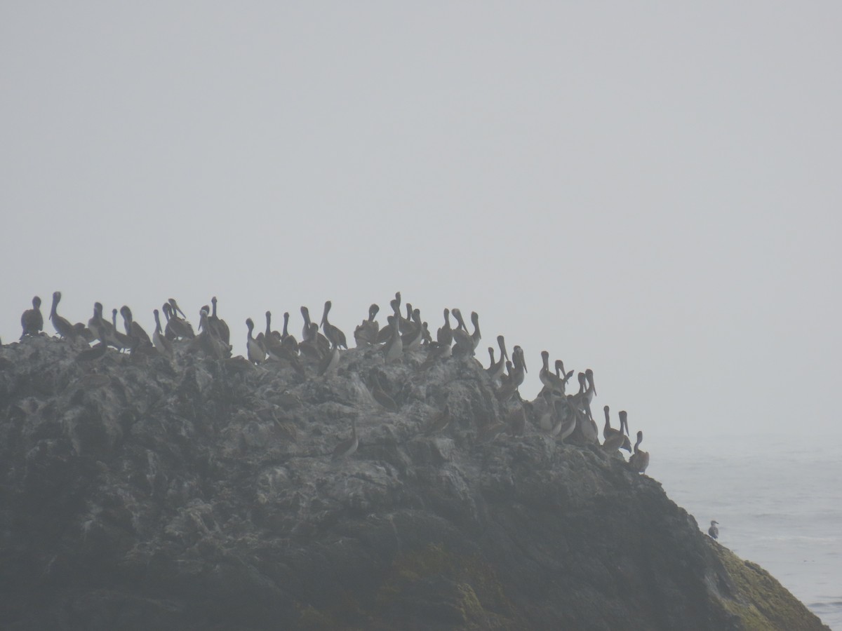 Brown Pelican - ML639574541