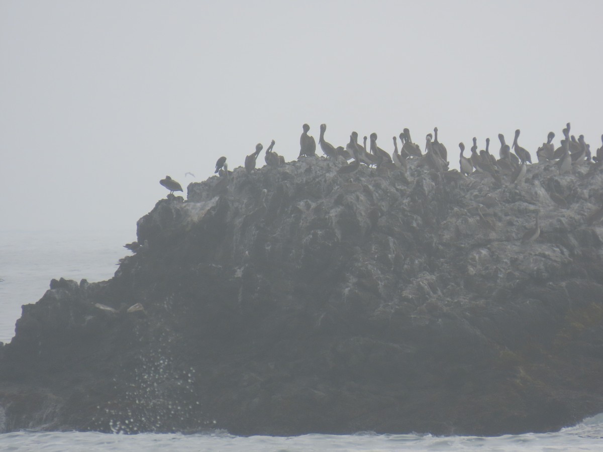 Brown Pelican - ML639574542