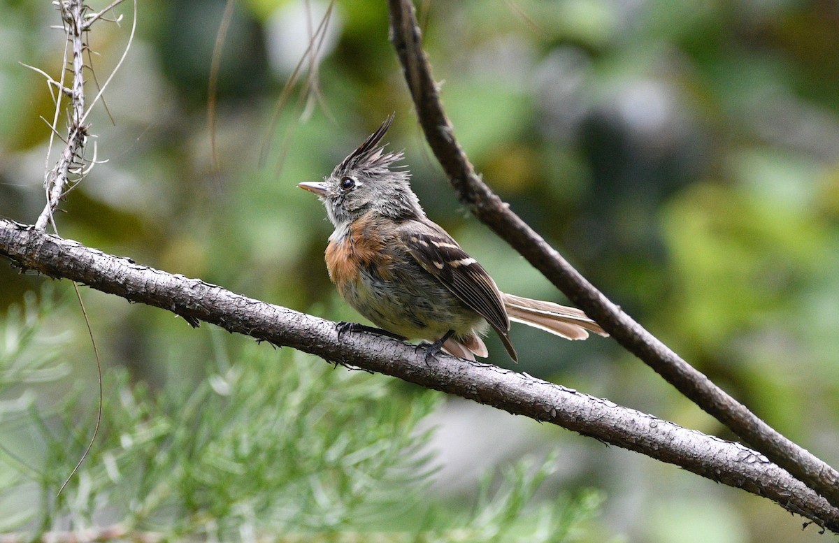 Belted Flycatcher - ML639574565