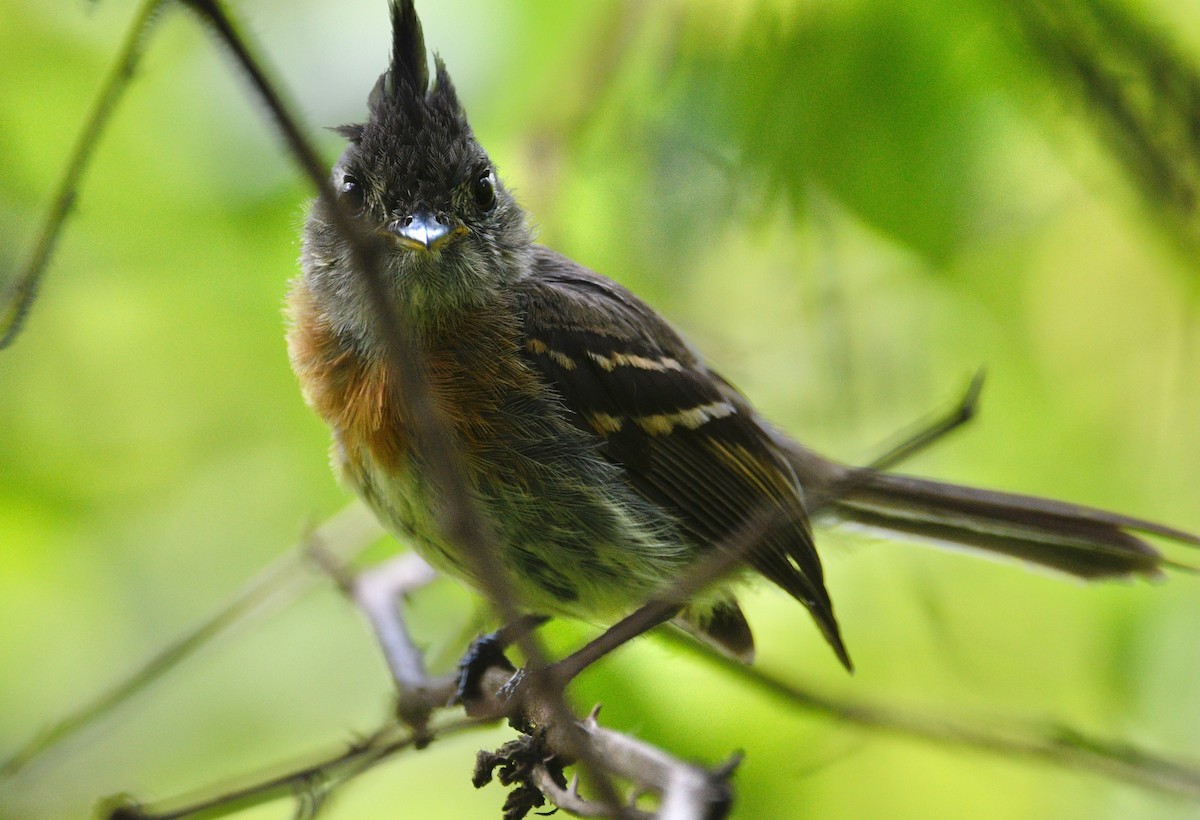 Belted Flycatcher - ML639574566