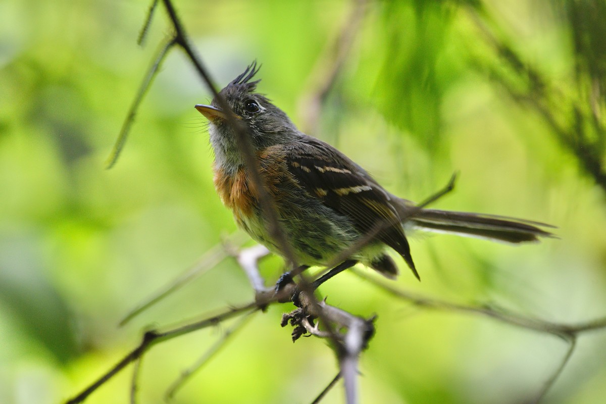 Belted Flycatcher - ML639574567