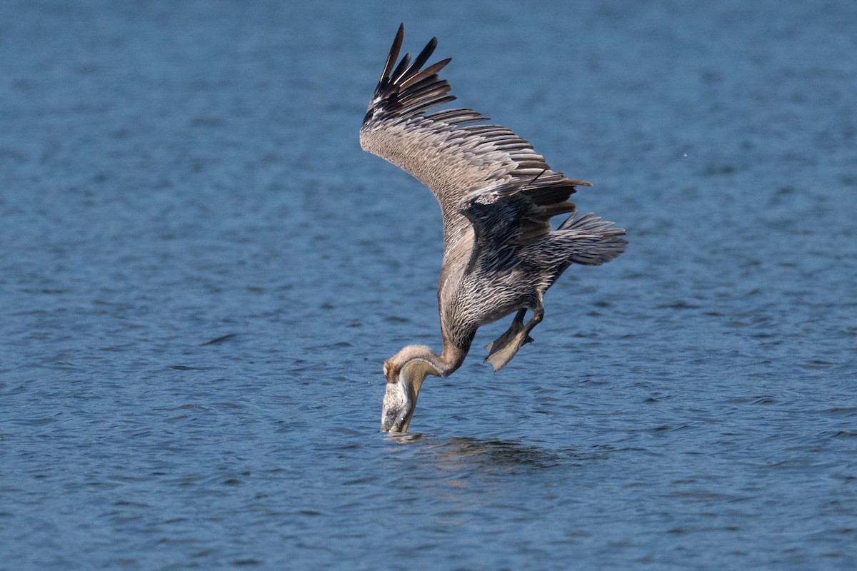 Brown Pelican - ML639574599