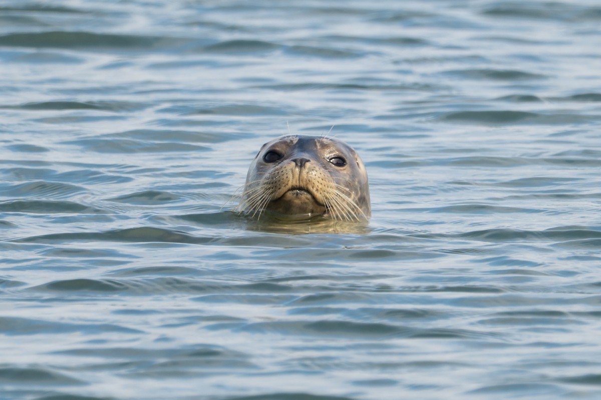 Pacific Harbor Seal - ML639574618