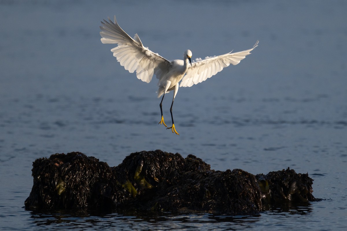 Snowy Egret - ML639574650
