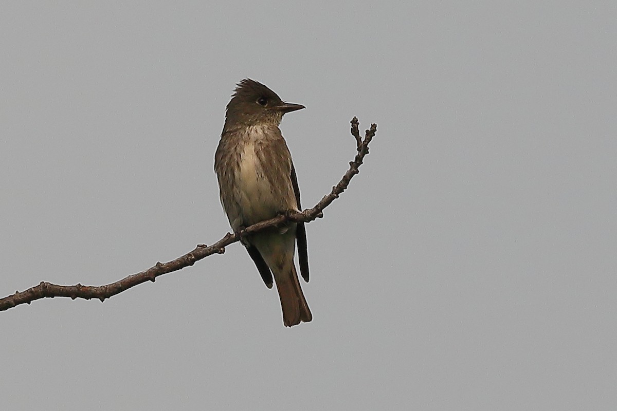 Olive-sided Flycatcher - ML639574834
