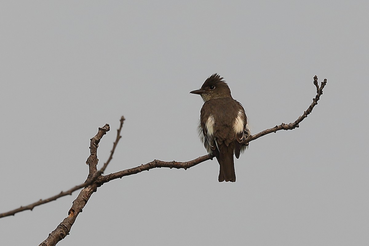 Olive-sided Flycatcher - ML639574835