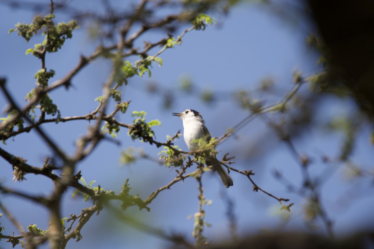 White-browed Gnatcatcher - ML639574918