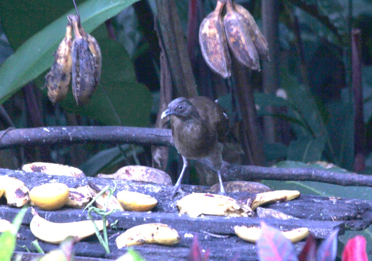 Gray-headed Chachalaca - ML639575002