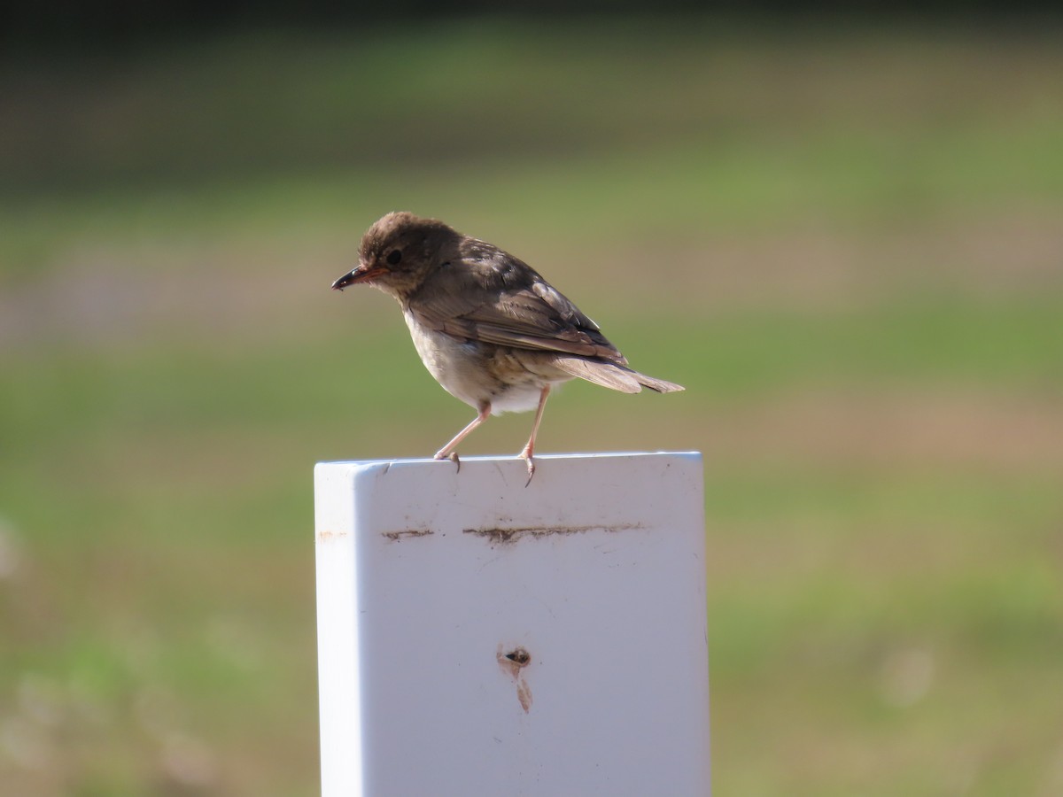 Swainson's Thrush - ML639575007