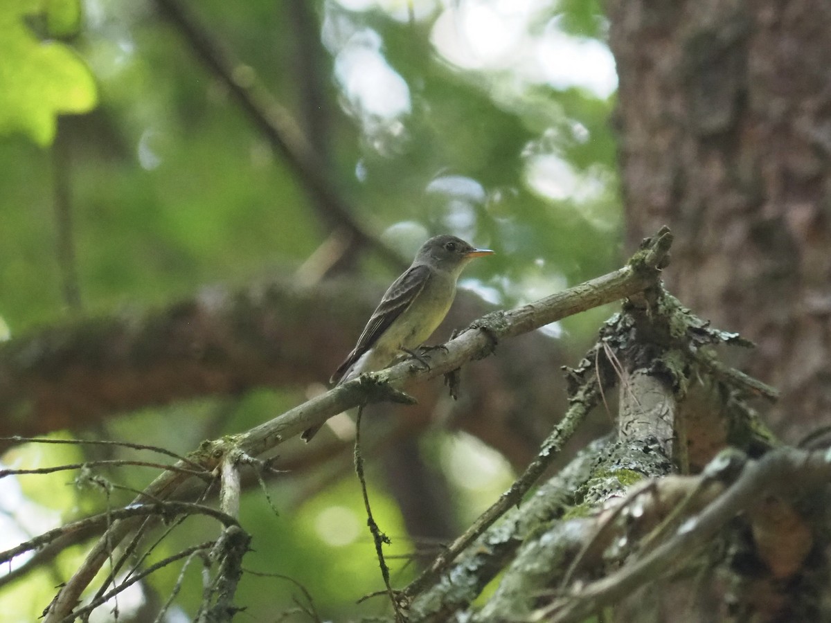 Eastern Wood-Pewee - ML639575103