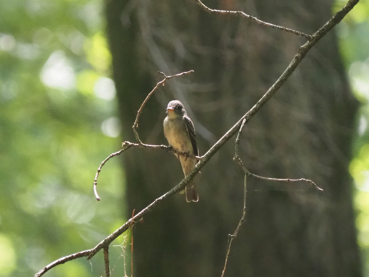 Eastern Wood-Pewee - ML639575105